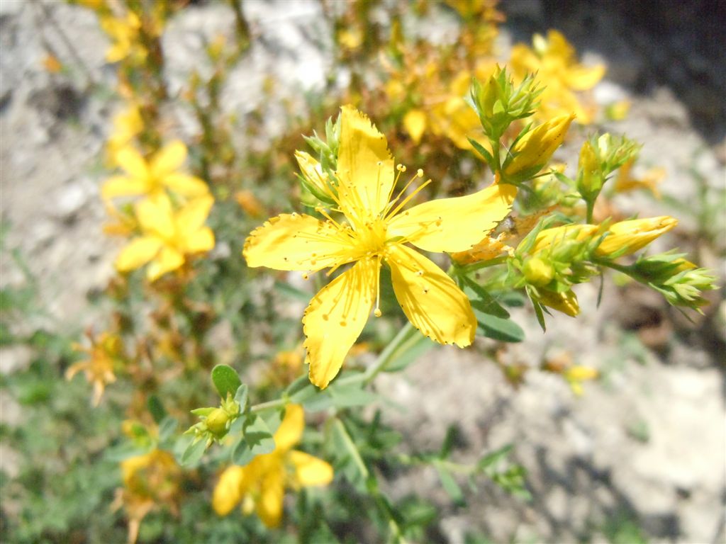 Hypericum cfr. perforatum